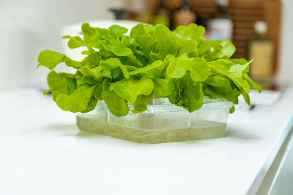 ANL Packaging tray to grow your own salads